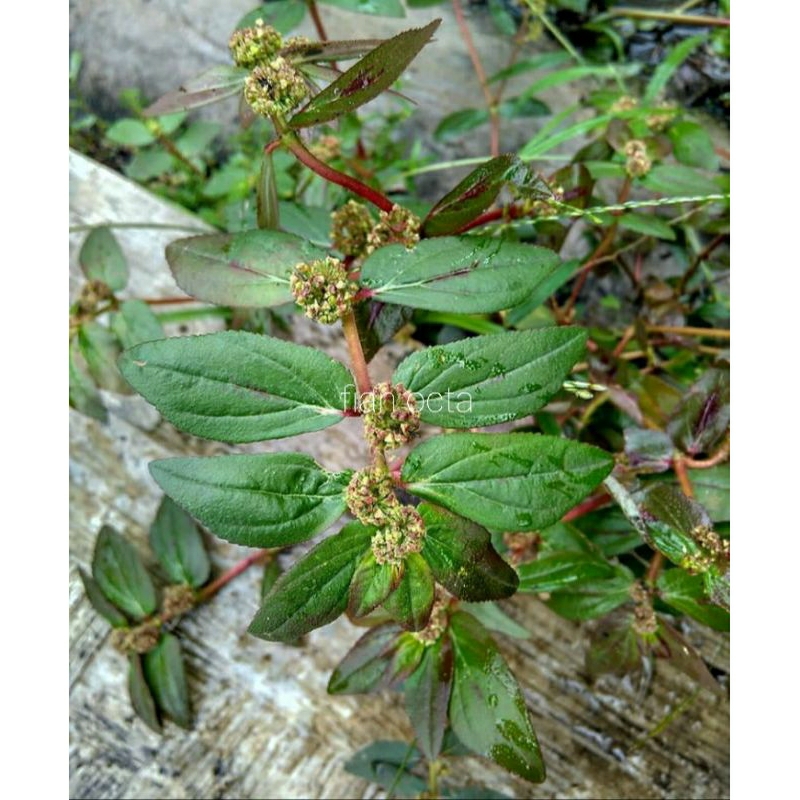 

daun patikan kebo fress 100g