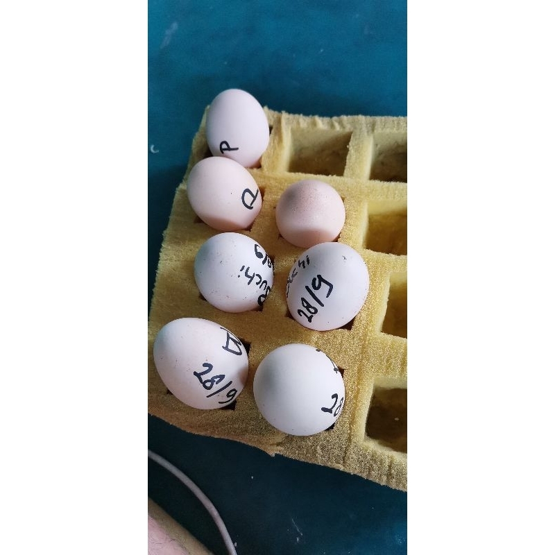 telur ayam shamo buchiban import