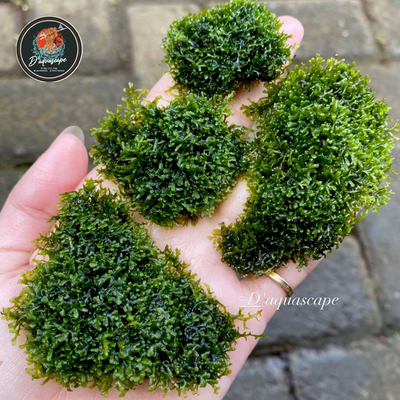 Moss Ricardia Full Daun Air (Bukan Semi Darat) /Porsi  Nampan