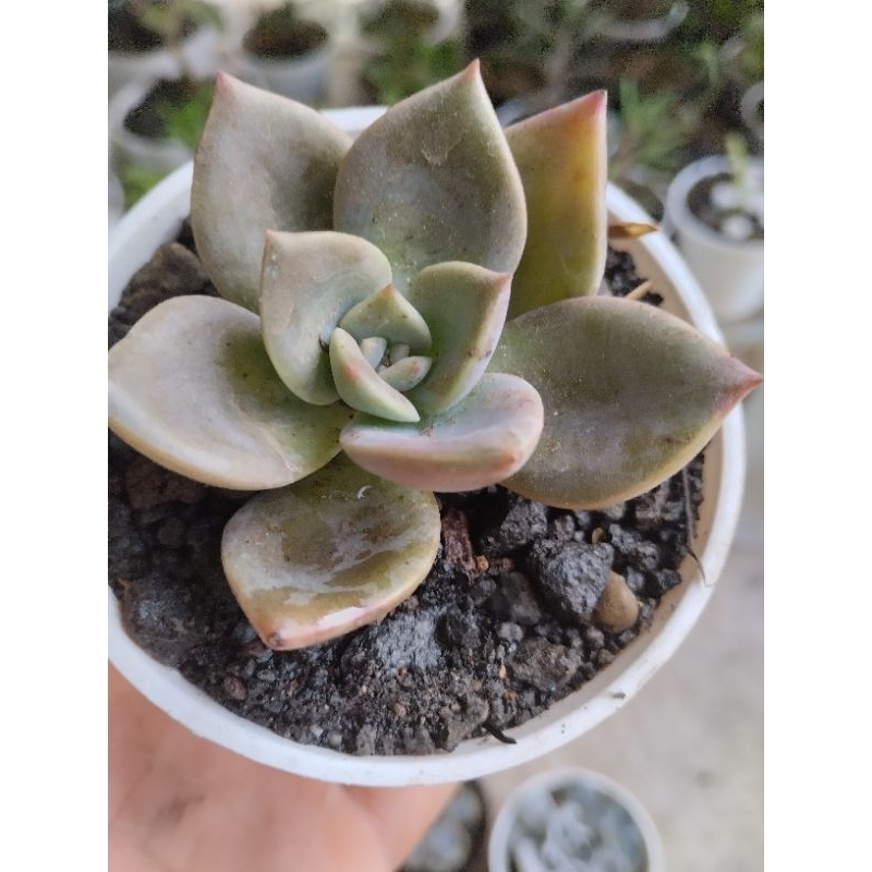 Katus sukulen mini import cantik murah free pot 8cm