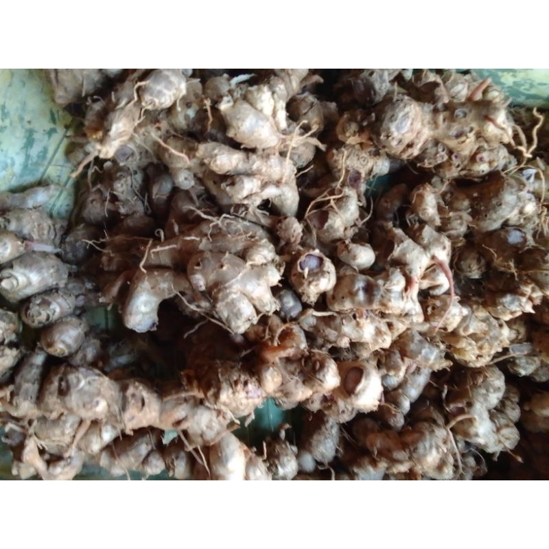 

kunyit hitam asli 100% yang di tanam di daerah Garut selatan 1kg
