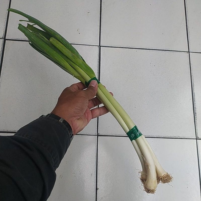 

DAUN PRE / LEEL SEGAR FRESH