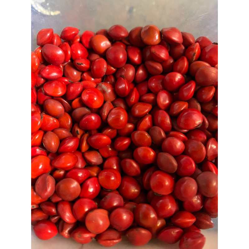 

biji saga merah