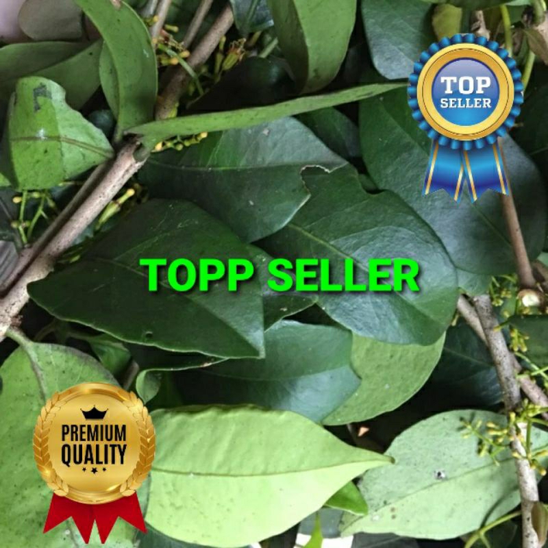 

BENALU KAMBOJA KERING HIJAU SUPER PREMIUM 1 KG