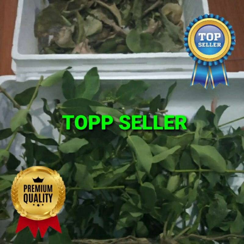 

BENALU KAYU PUTIH KERING HIJAU SUPER PREMIUM 1 KG