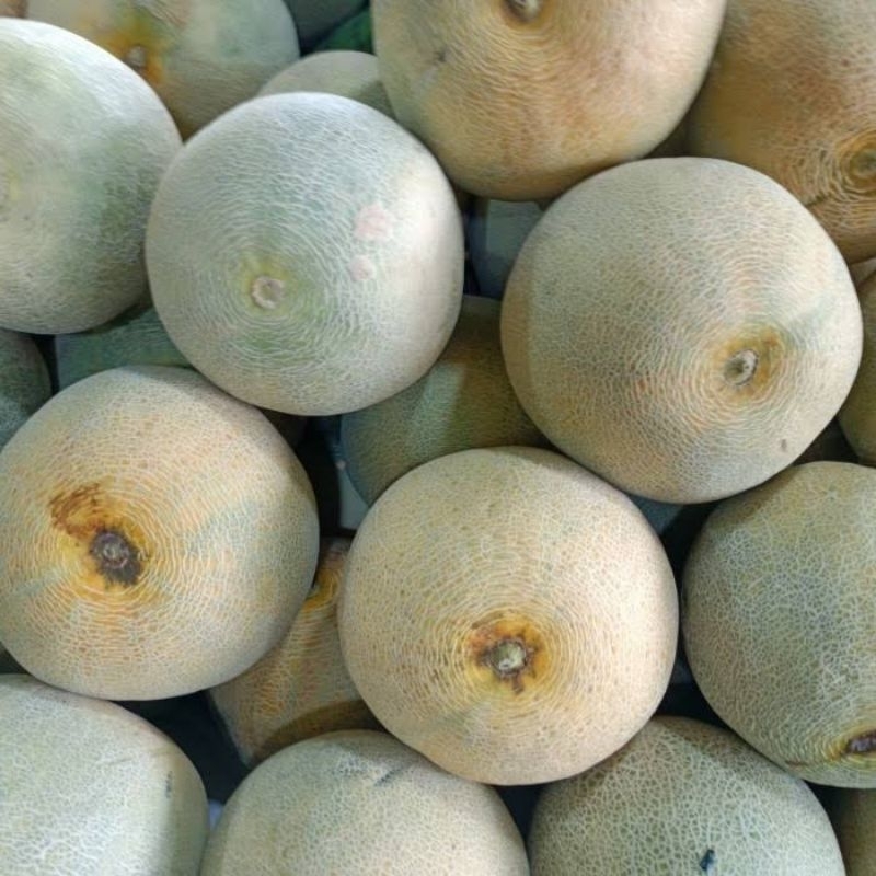 

buah melon segar surabaya best seller