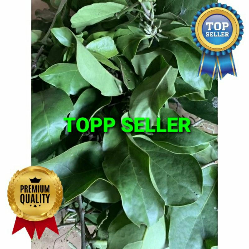 

BENALU CENDANA KERING HIJAU SUPER PREMIUM 1 KG