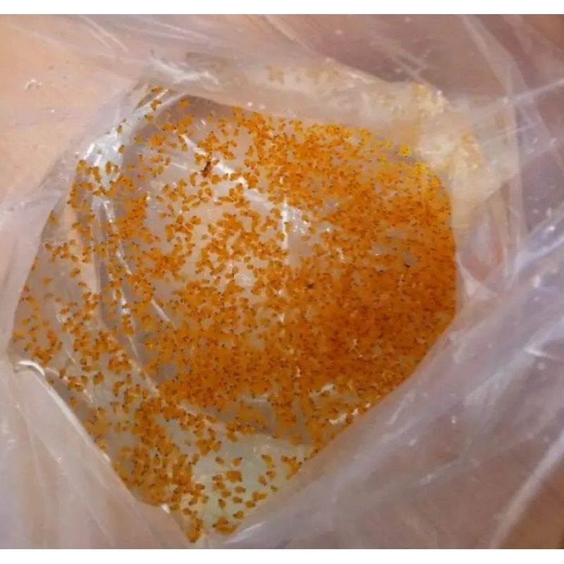 

telur gurame soang 500 butir