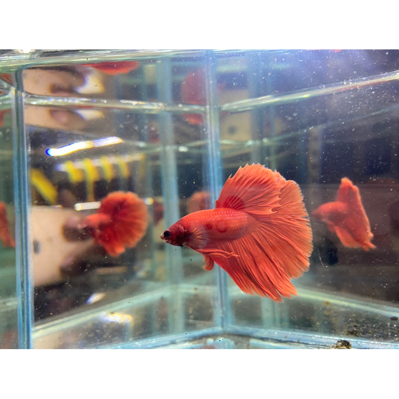 ikan cupang hm super red