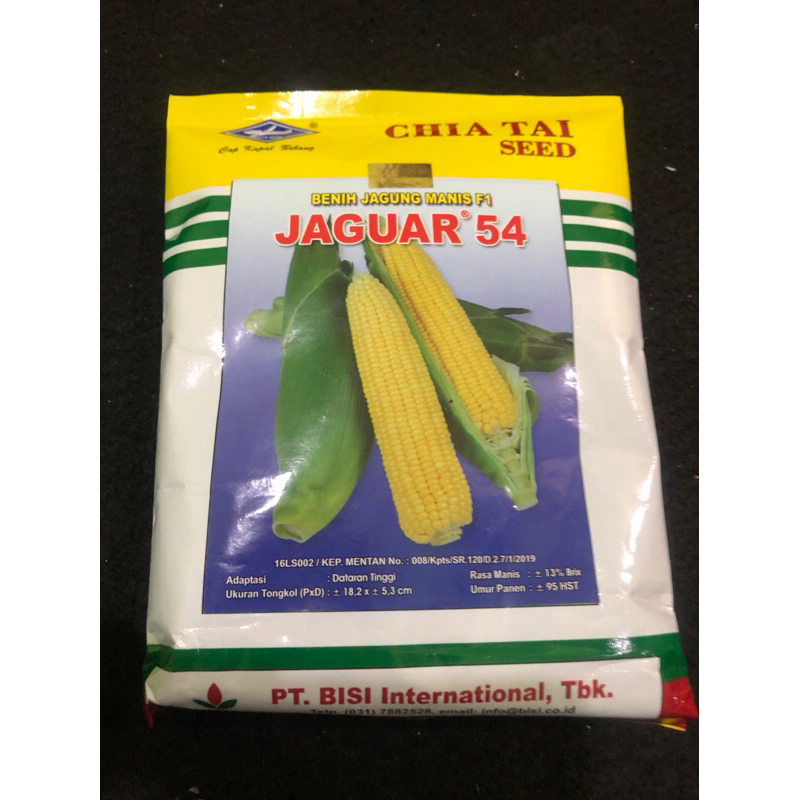 Benih Jagung manis F1 JAGUAR 54