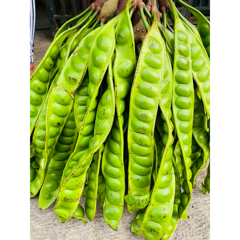 

Pete Padi Asli Wonogiri Super Isi 10 Papan/Lonjor