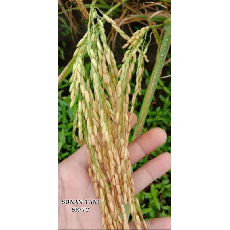 BENIH PADI SR-V2 BARU 1KG