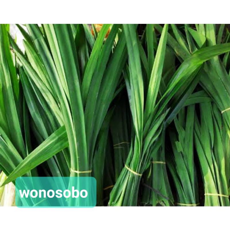 

pandan wangi wonosobo