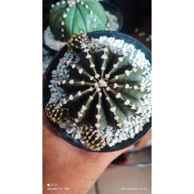 kaktus gymno LB ori indukan pot 12full