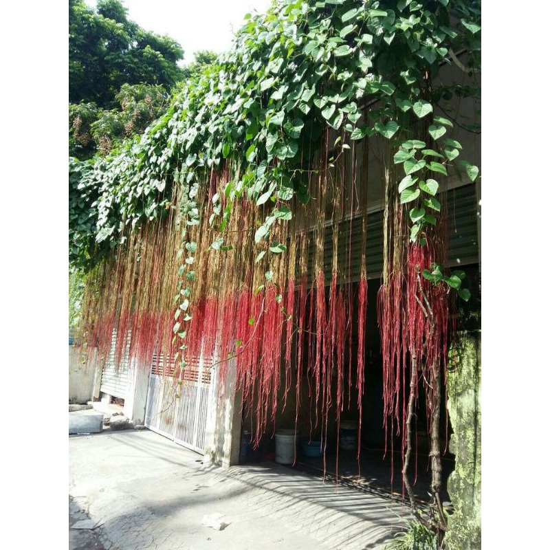 BIBIT TANAMAN HIAS AKAR SERIBU/Akar gantung /Curtain ivy)