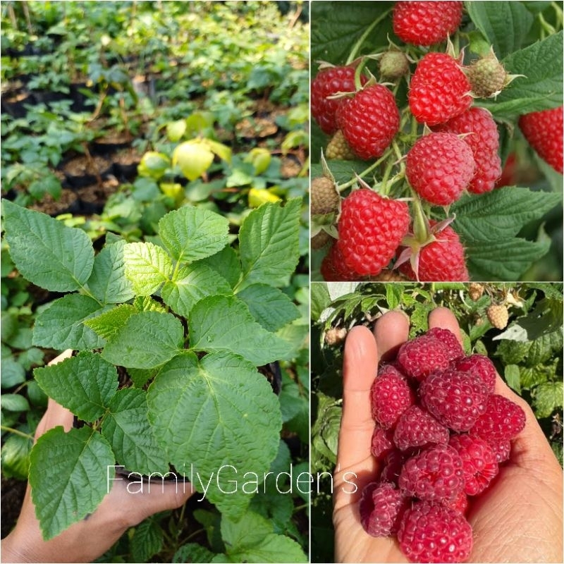 Bibit Raspberry Polka / Raspberry Import Asli Murah
