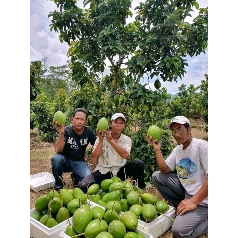 Bibit Alpukat Miki Super Batang Besar