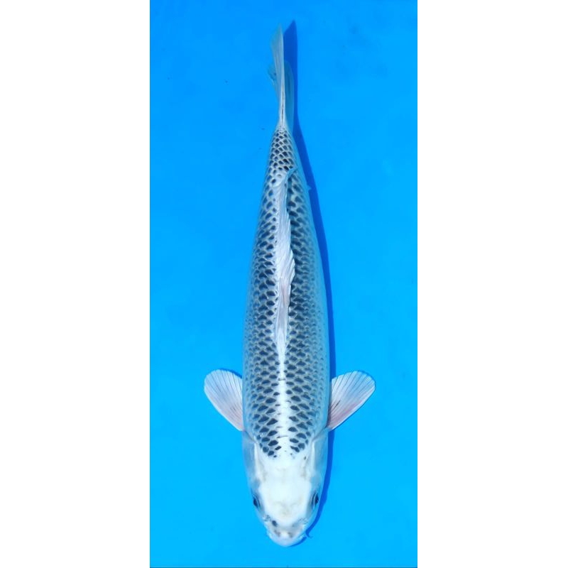 Ikan koi mukasi grade A size 20cm