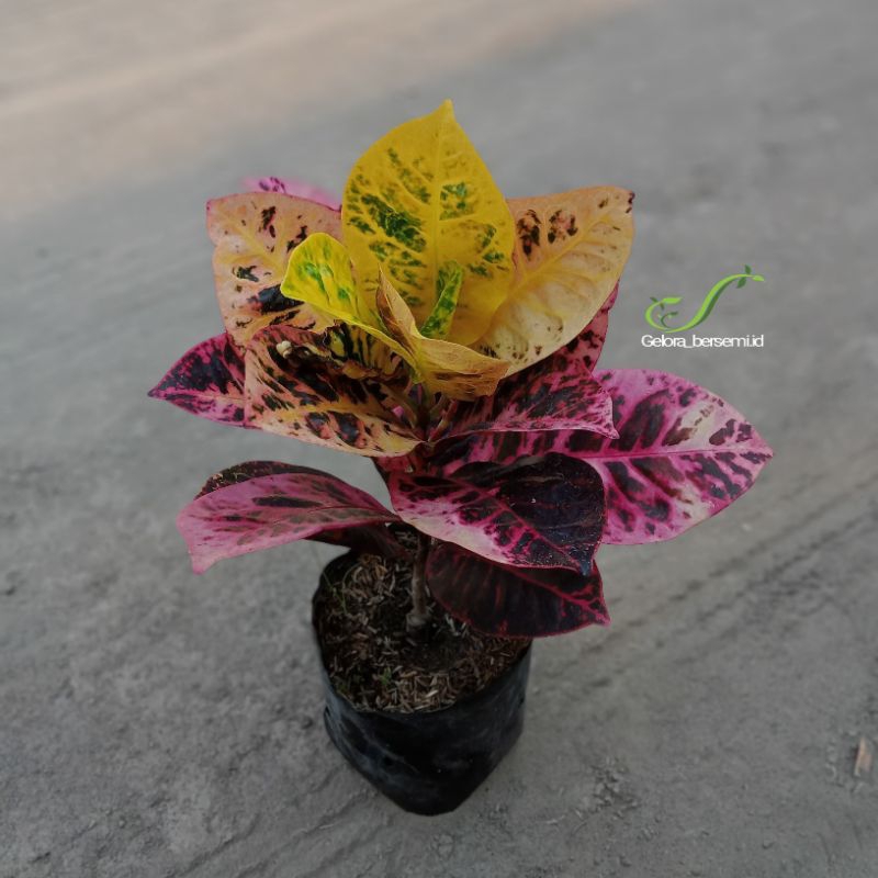 tanaman hias puring ayu ting ting.