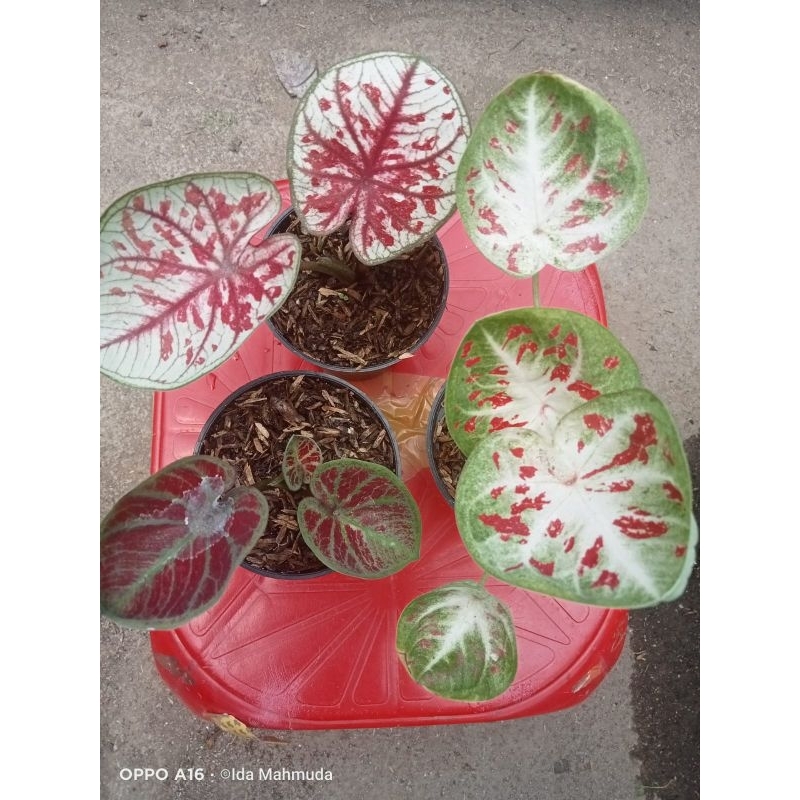 Caladium tootsie tembikai Doraemon