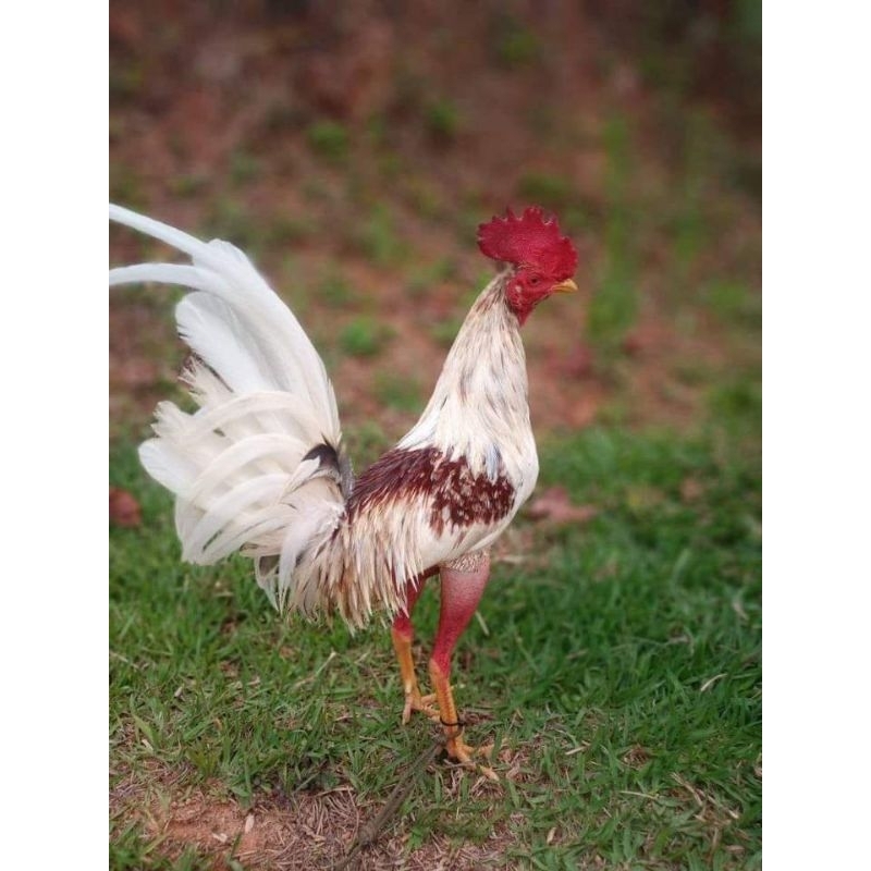 

jual telur ayam ak 37 paket 4 butir