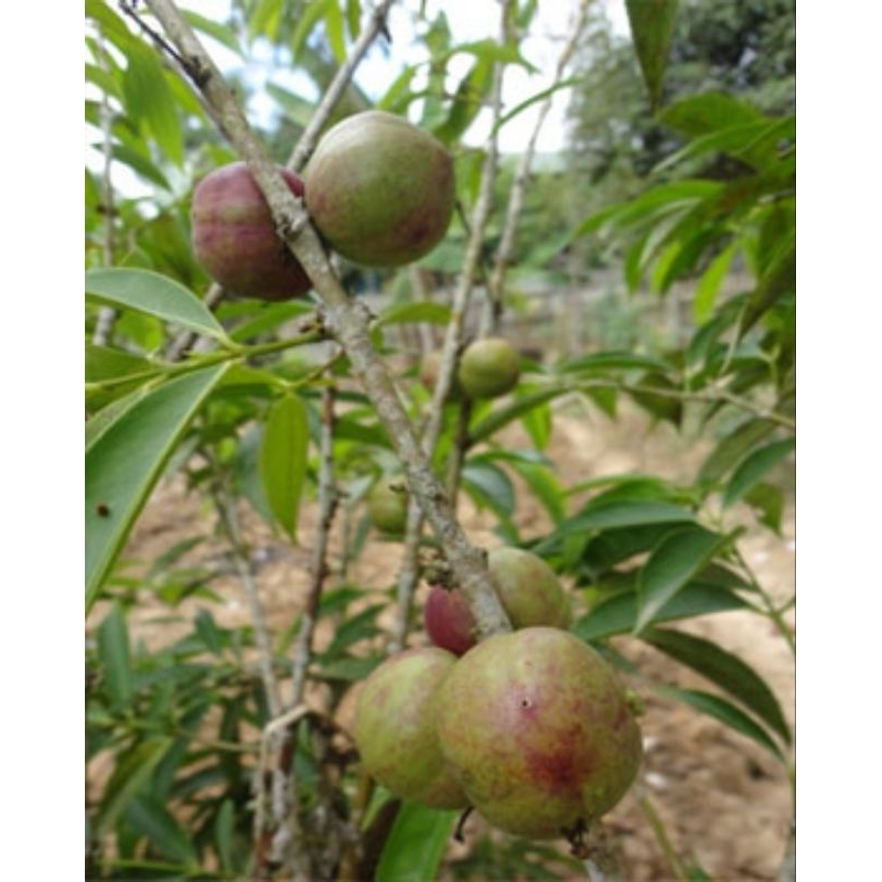 

buah mahkota dewa hijau segar 1 kg (½matang)