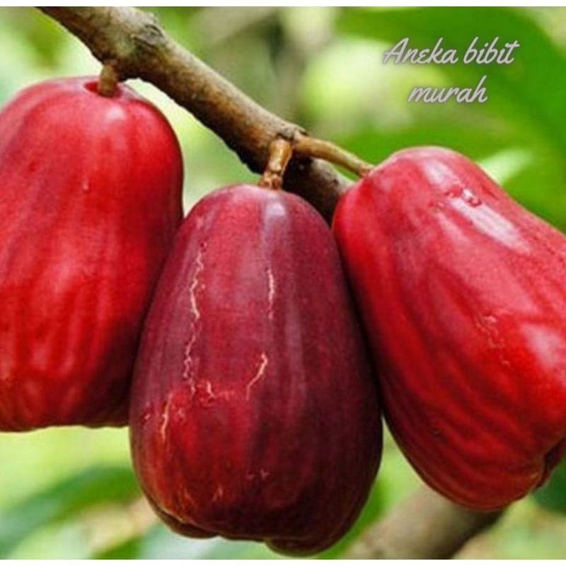 BIBIT JAMBU JAMAIKA SIAP BUAH