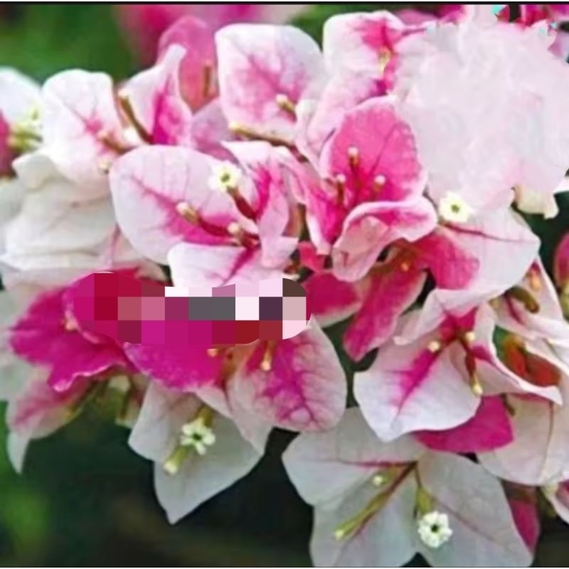 BUGENVIL // READY  TANAMAN HIAS BOUGENVILLE SAKURA ICE CREAM BUNGA KERTAS