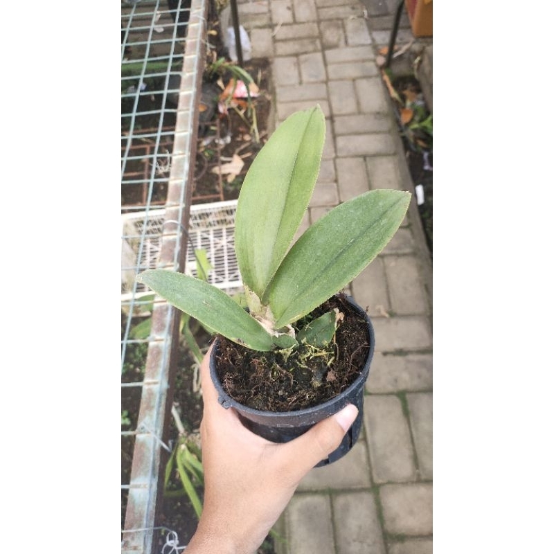 Anggrek Mariposa Green Valley