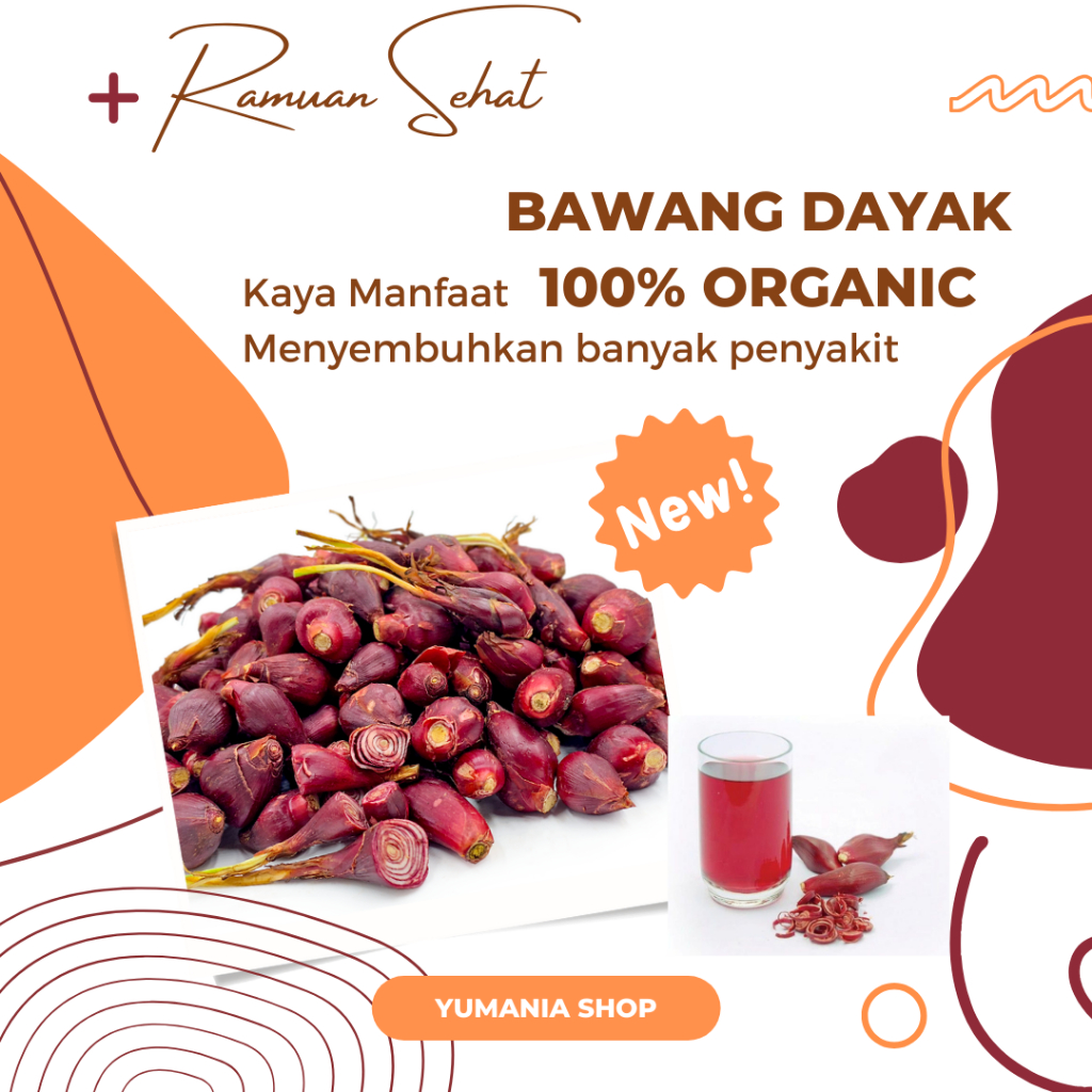 

Bawang Dayak Kaya khasiat obat herbal