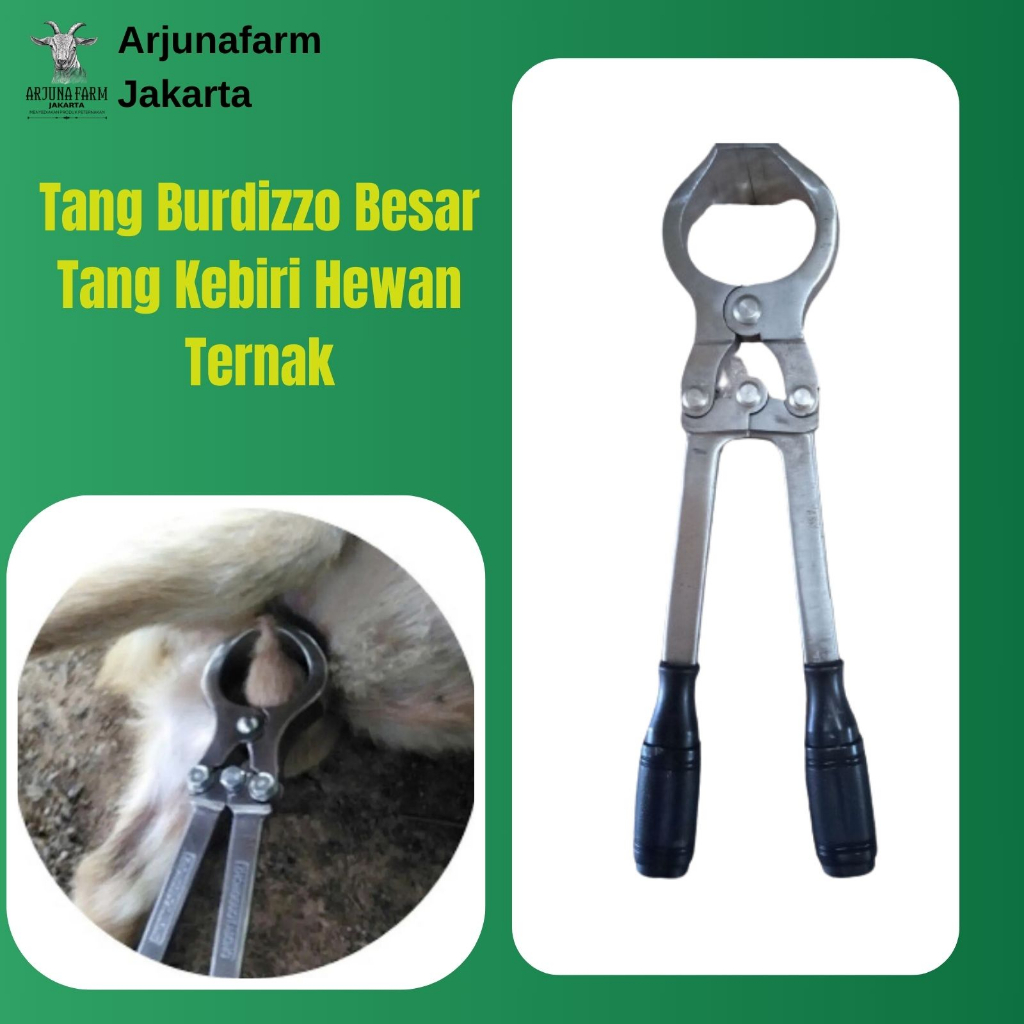 Tang Bordizzo Besar Tang Kastrasi Sapi Kambing Domba Babi Tang Burdizzo Besar