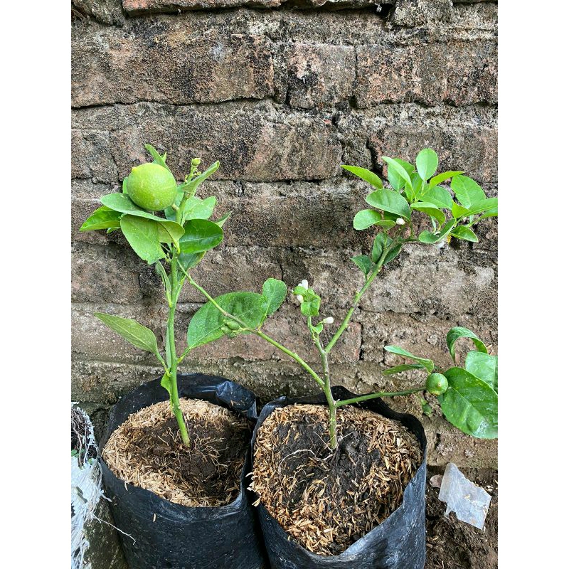 Bibit jeruk nipis kondisi sudah berbuah