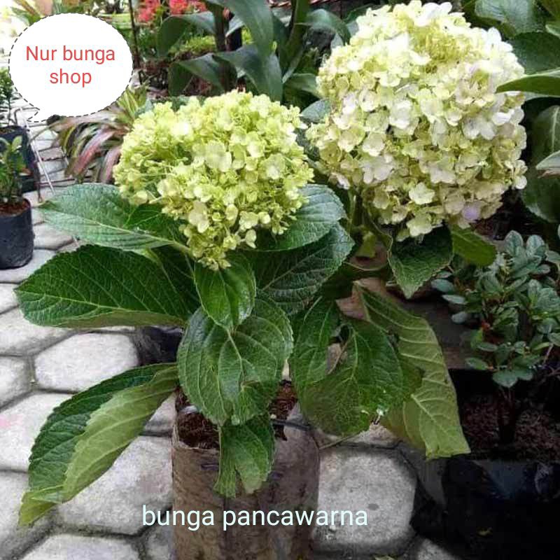 Tanaman bunga pancawarna/hortensia