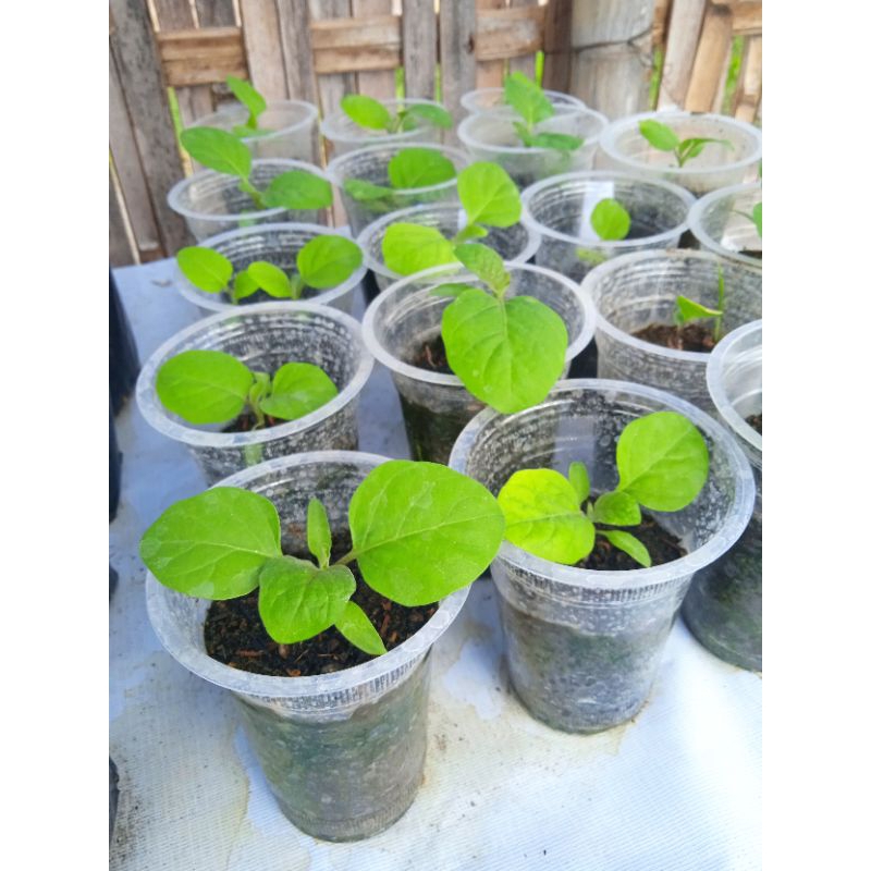 Bibit Terong Ungu Bulat