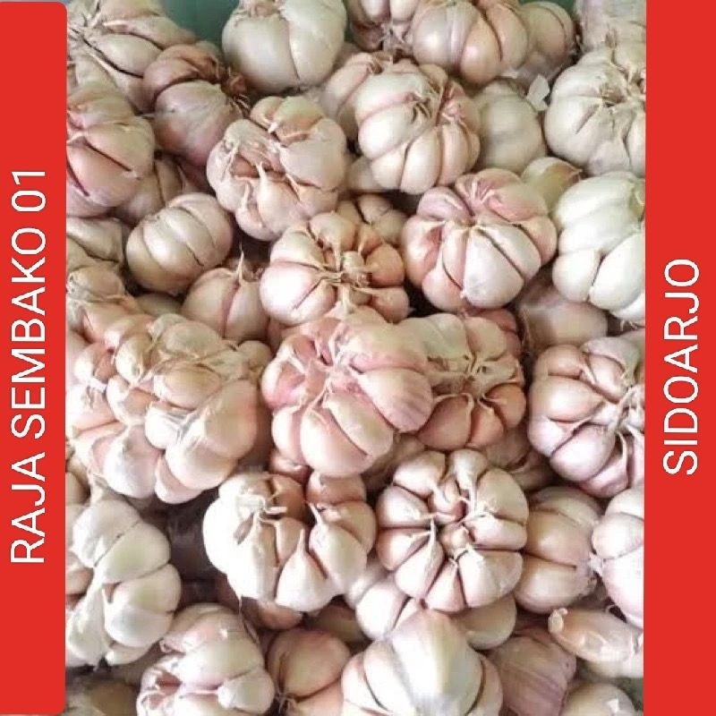 

BAWANG PUTIH 1000 gram 1 kg BERKUALITAS MURAH
