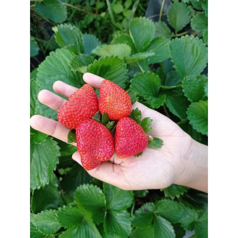 Bibit Strawberry Jumbo Manis Mencir Dataran Rendah