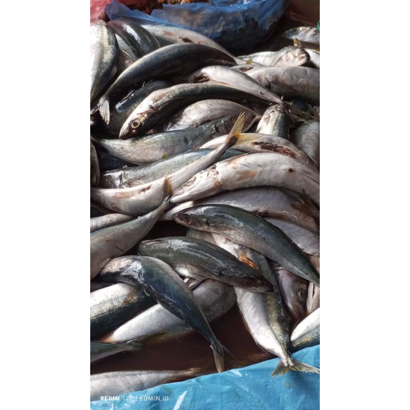 

Ikan Dencis Lungun/ ikan dencis besar/ikan dencis lama/sedang/Den