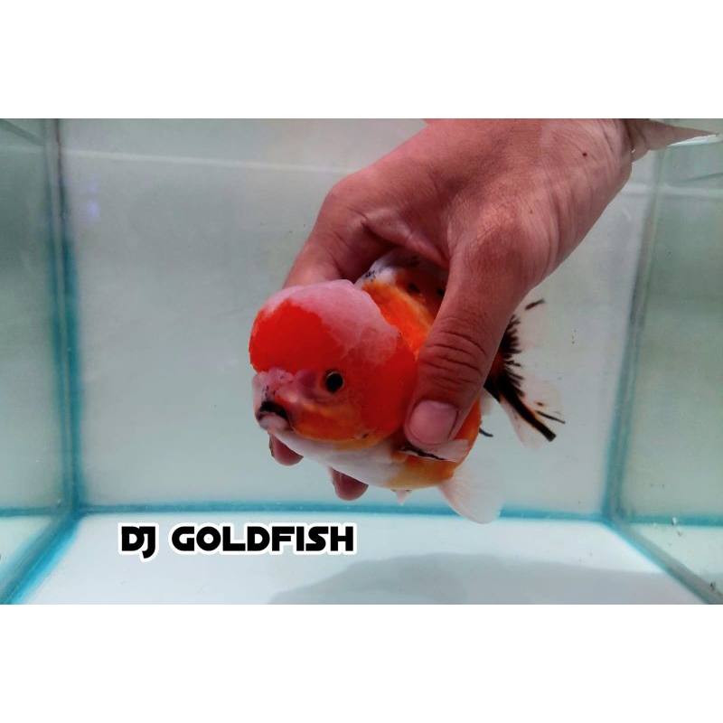 oranda softtail ranchu sapi
