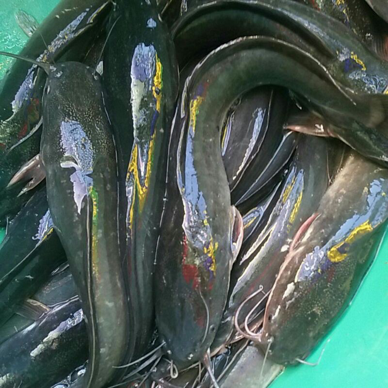 

LELE KONSUMSI SEGAR 1 KG