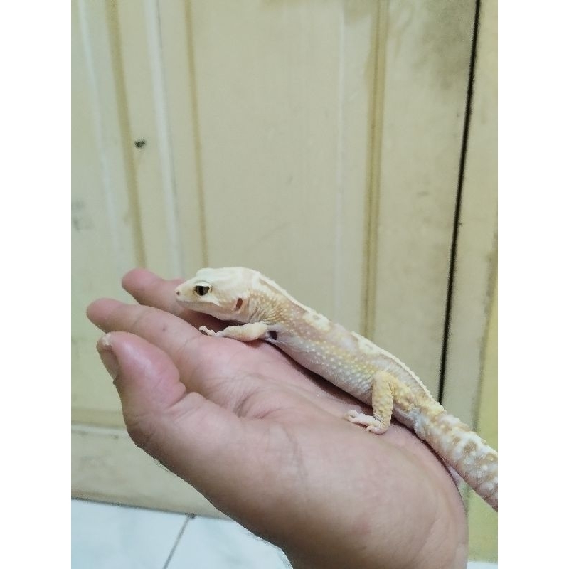 mainan GECKO ALBINO anak anak BELL LAVENDER