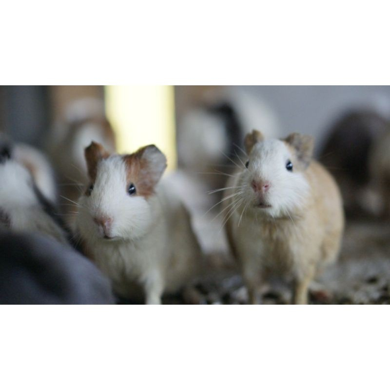 Marmut Lokal bukan Marmut Hias (Guinea Pig/Tikus Belanda)