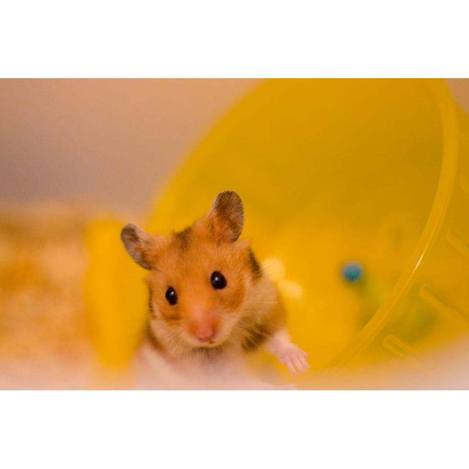 Hamster Syrian Short Hair (SH)