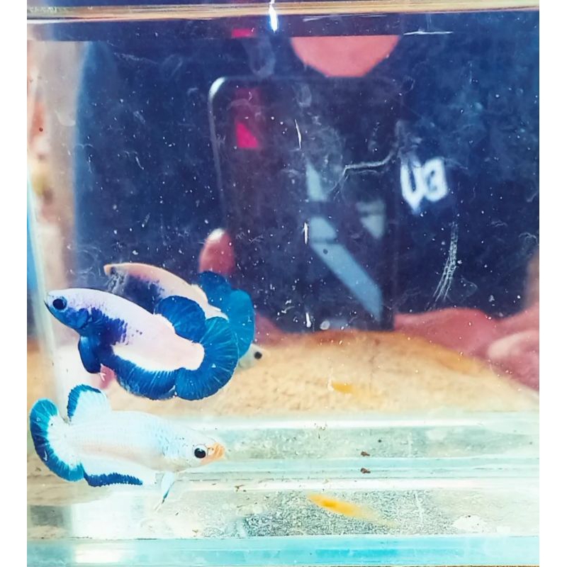 Ikan Cupang Bonsai Bluerim 50K