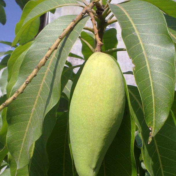 Bibit Tanaman Mangga Okyong Berbunga Rimbun Tinggi 1 Meter