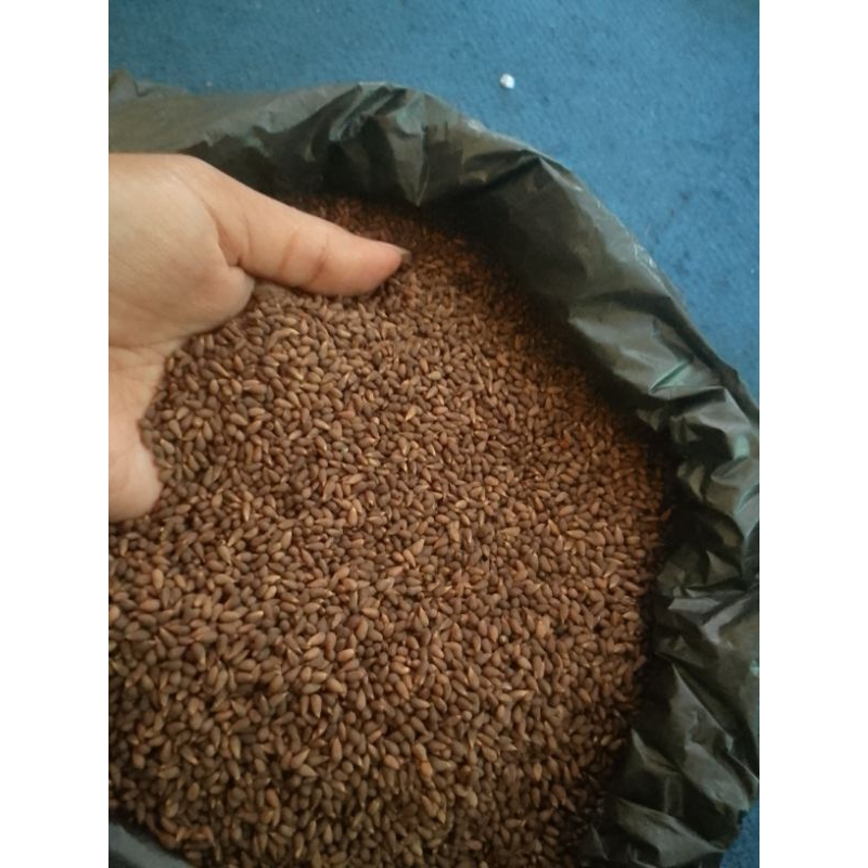 

biji balsa full super ukuran kemasan saset isi 500 biji