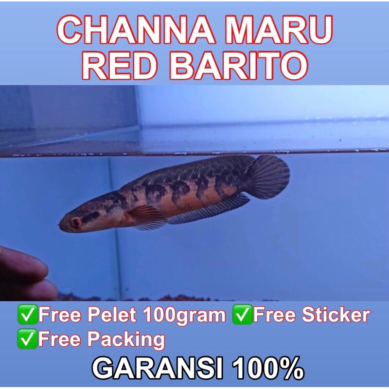 MARU RED BARITO 9-10 CM KUALITAS