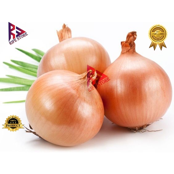 

BAWANG BOMBAY 1KG MURAH