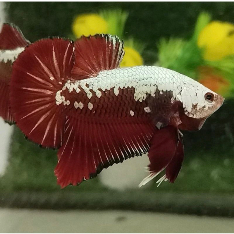 Cupang Red Samurai Metalic genetic grade A
