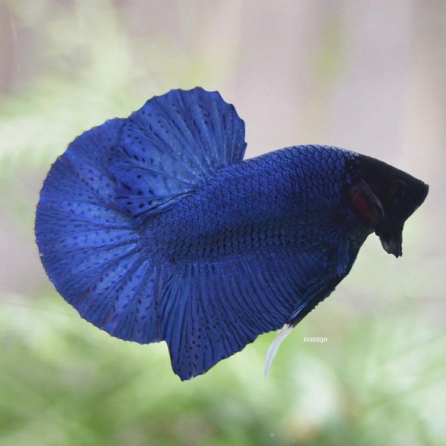 Cupang Plakat Royal Blue bahan kontes