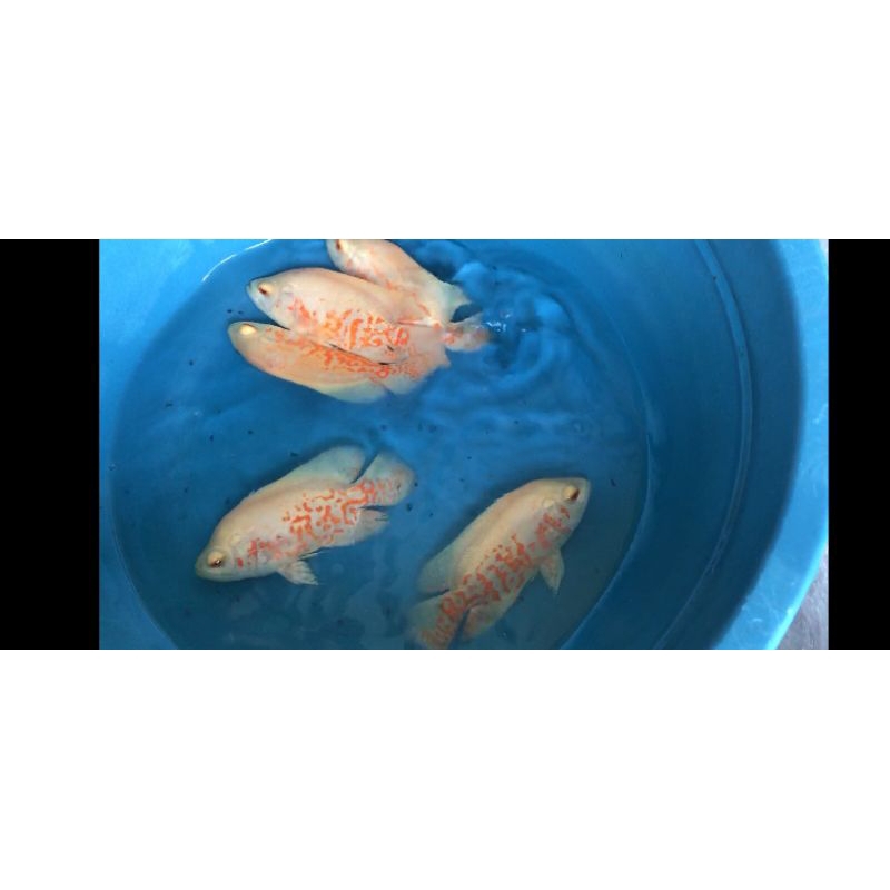 Ikan Hias Predator Oscar Albino Tiger 3 Jari up Grade A aquarium kolam aquascape